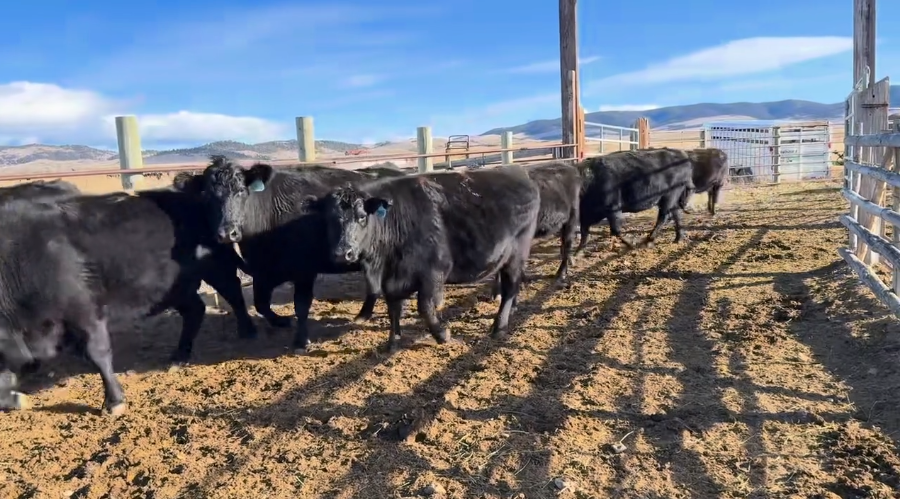 FOR SALE: 29 HOME RAISED – 2-11 yr olds – (May – June calving) -BC112A5